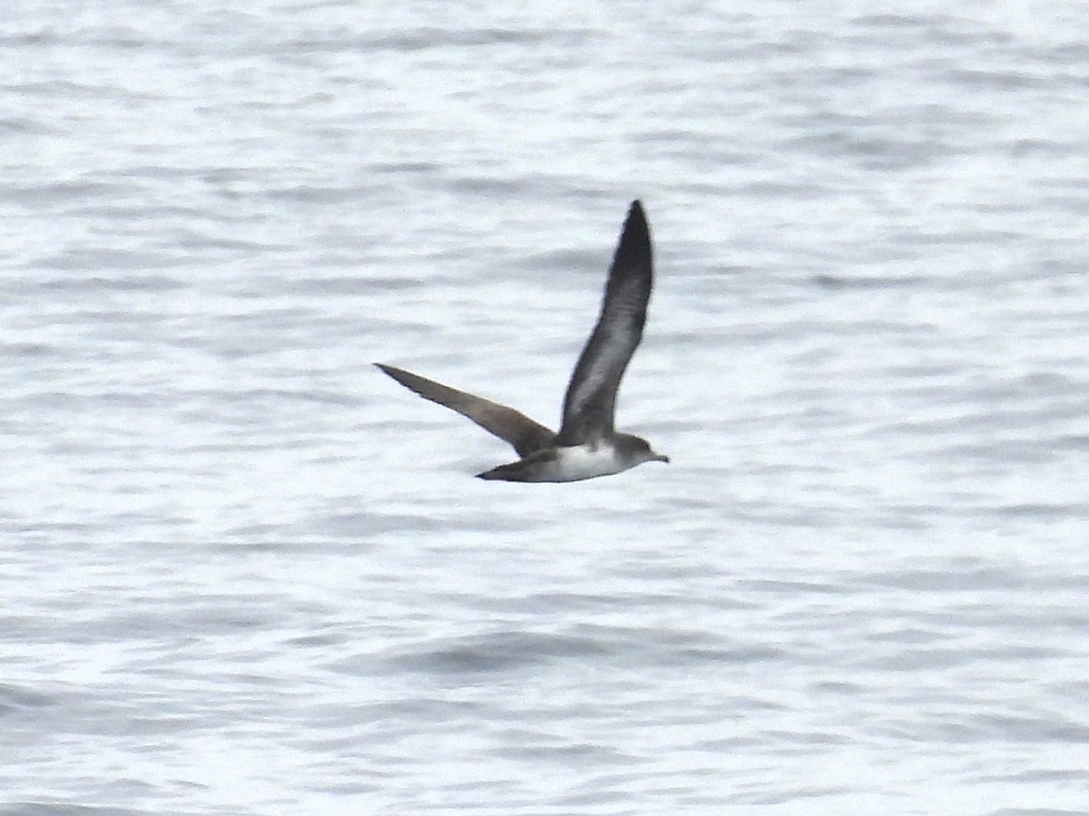 Pink-footed Shearwater - ML644525747