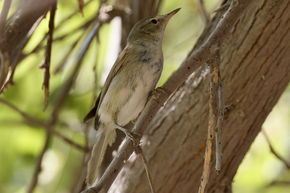 busksanger - ML644525750