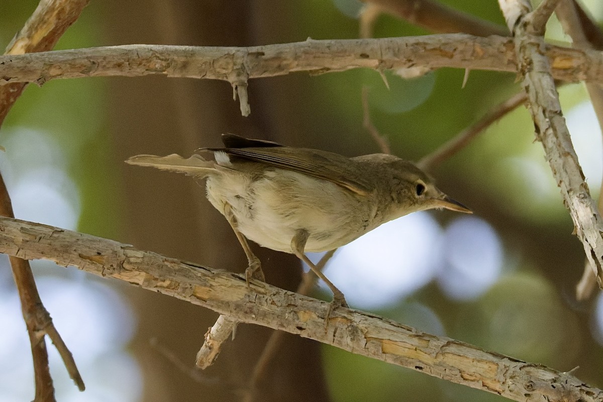 busksanger - ML644525751