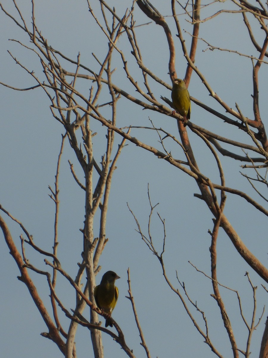 European Greenfinch - ML644525752