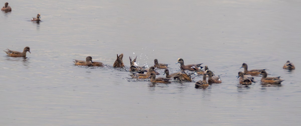 American Wigeon - ML644525753