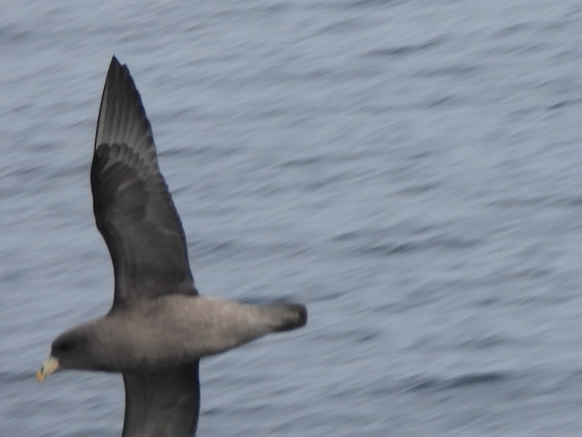 Northern Fulmar - ML644525754