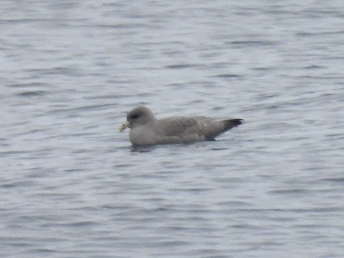 Northern Fulmar - ML644525755