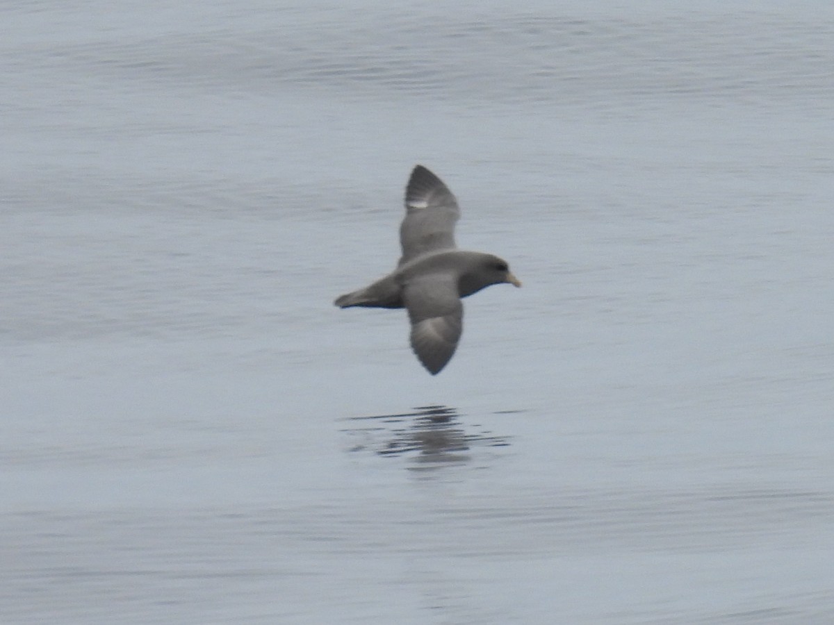 Northern Fulmar - ML644525756