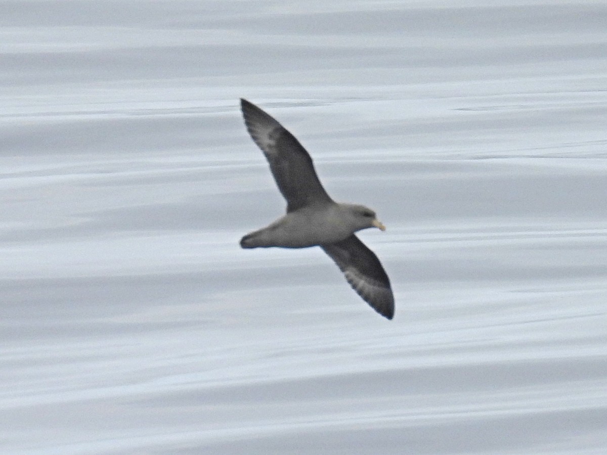 Northern Fulmar - ML644525757