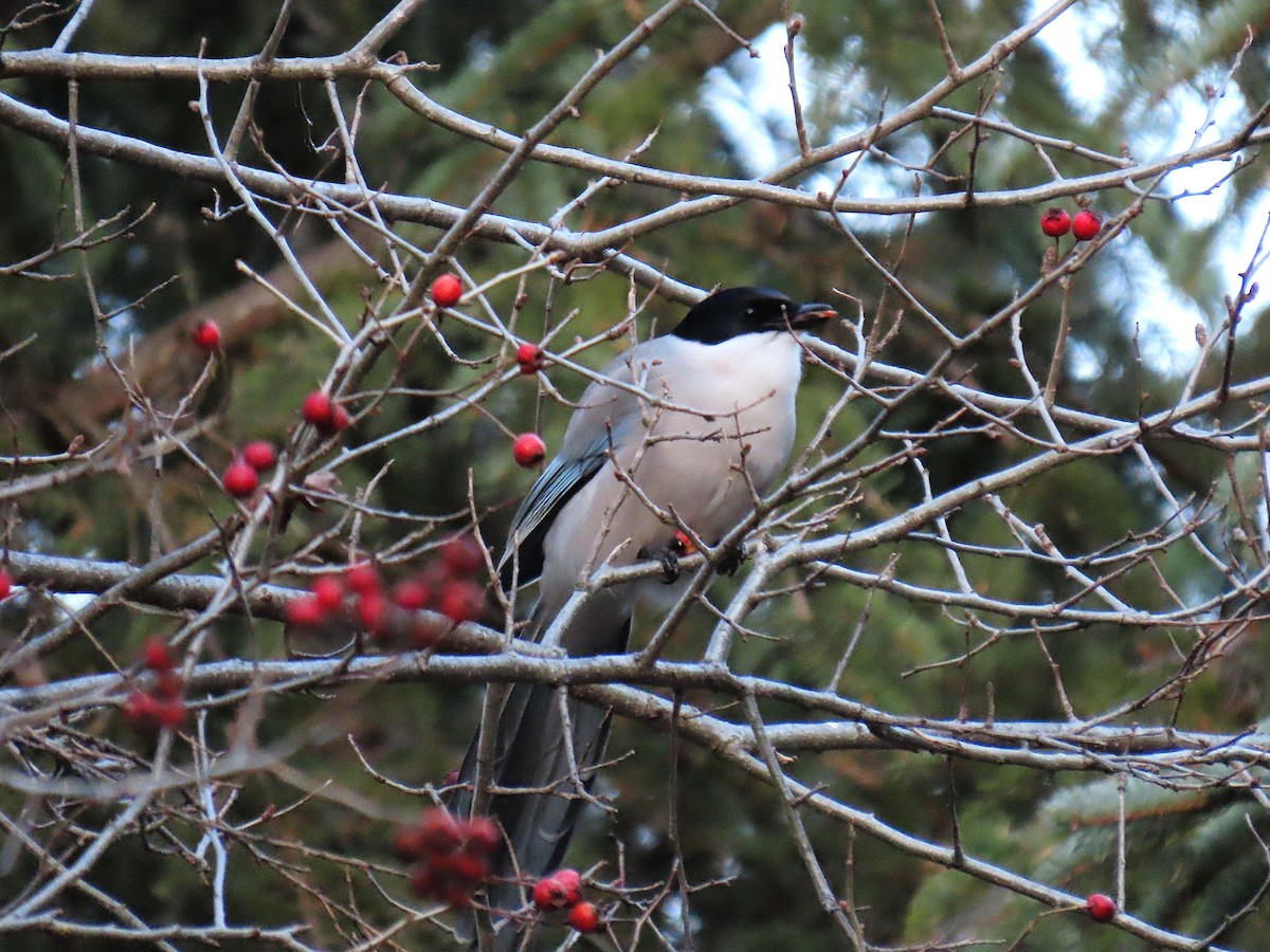 Azure-winged Magpie - ML644525759