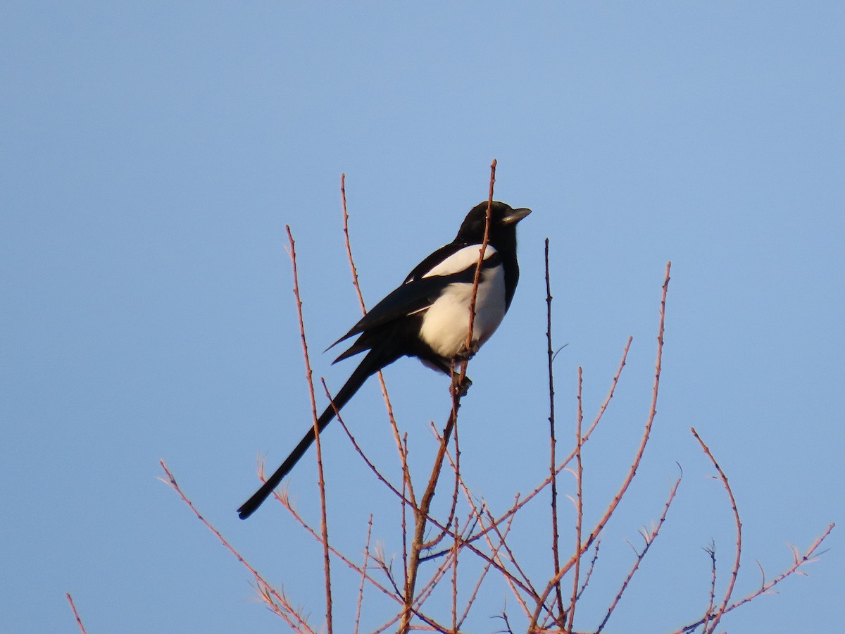 Oriental Magpie - ML644525760