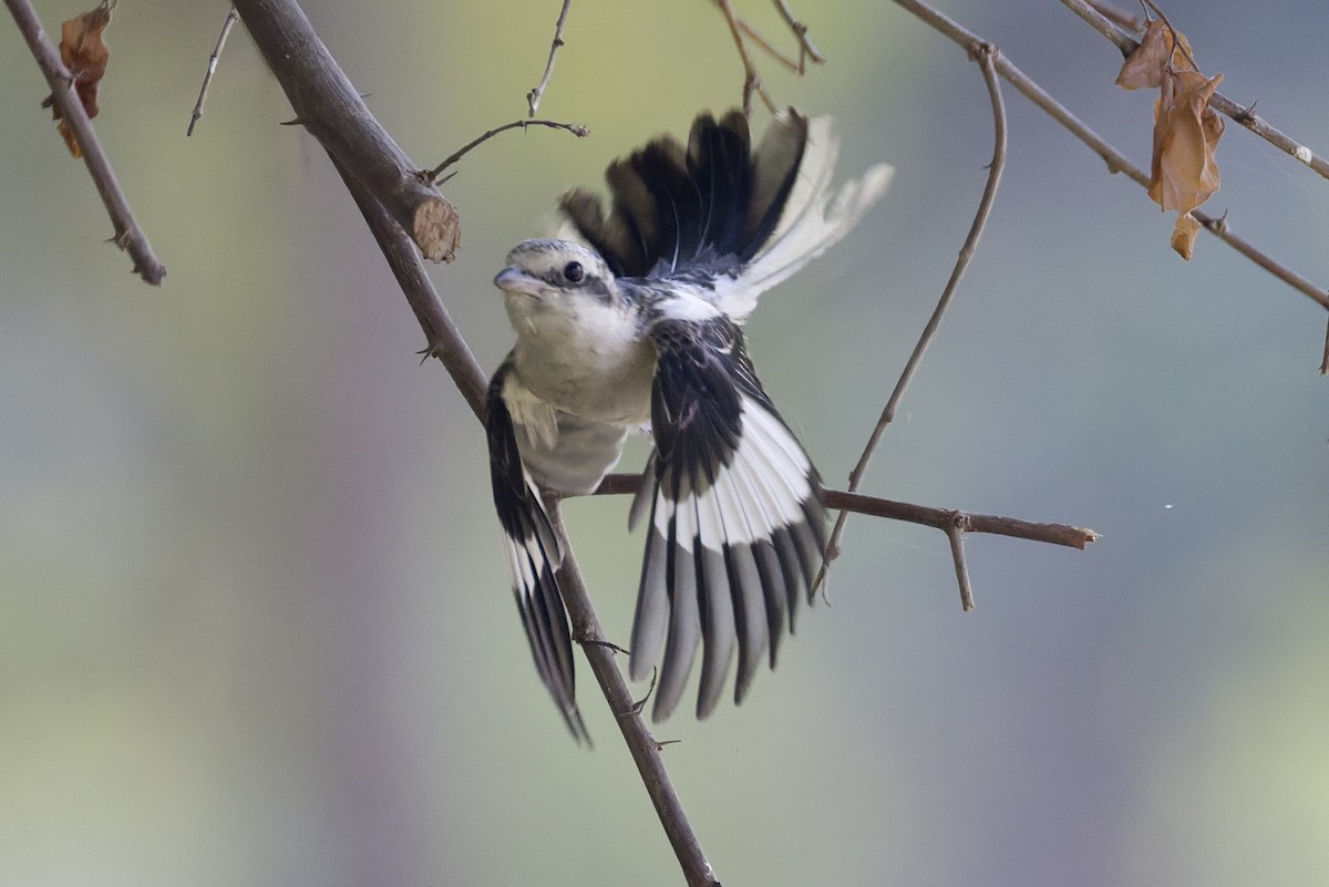 Masked Shrike - ML644525761