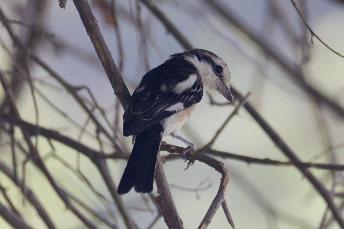 Masked Shrike - ML644525762