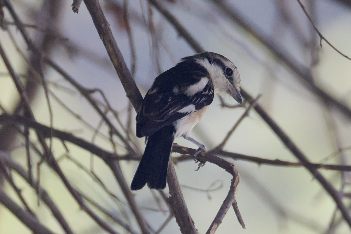 Masked Shrike - ML644525763