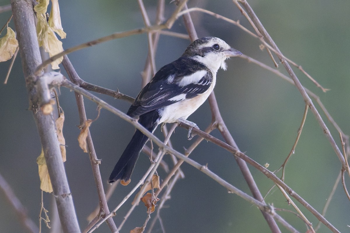 Masked Shrike - ML644525764