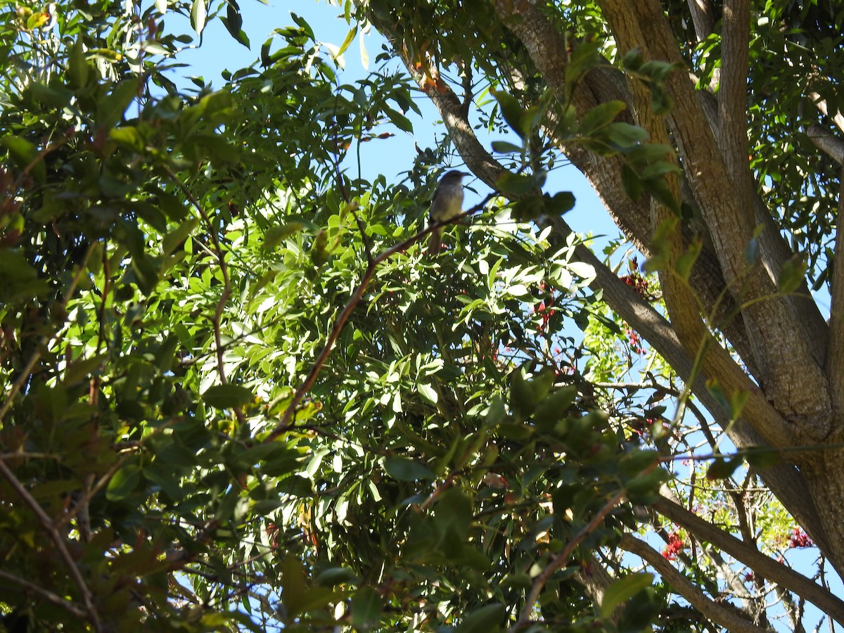 passerine sp. - ML644525765