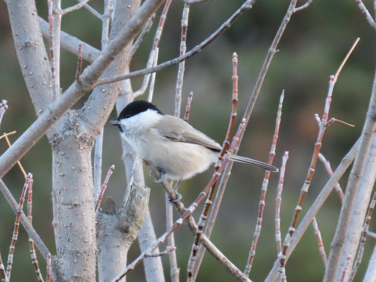 Willow Tit - ML644525767