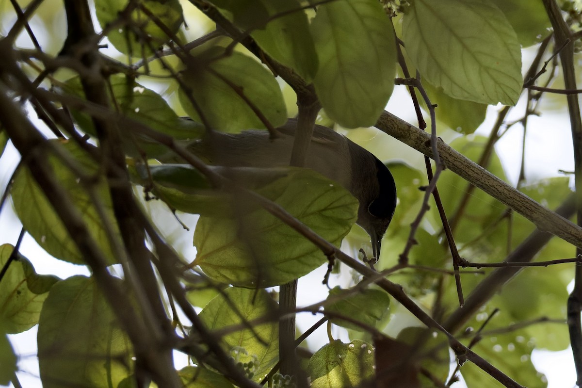 Eurasian Blackcap - ML644525768