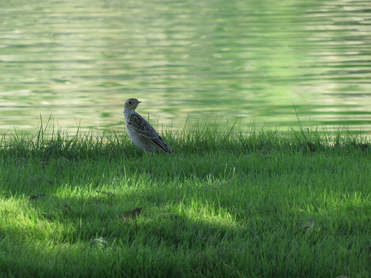 Sprague's Pipit - ML644525771