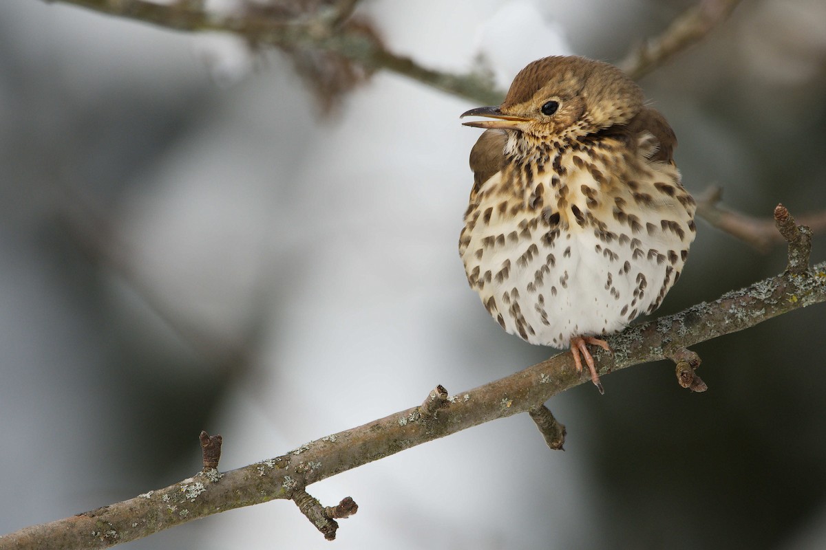 Song Thrush - ML644525772