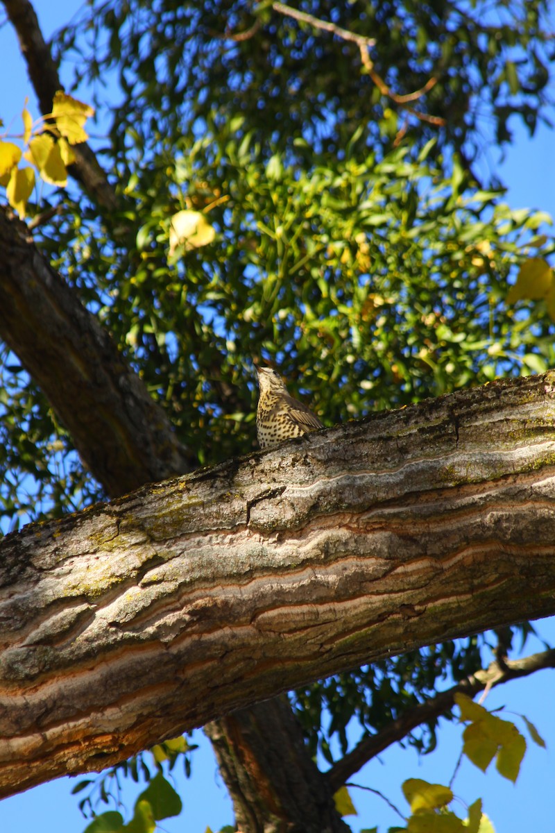 槲鶇 - ML644525774