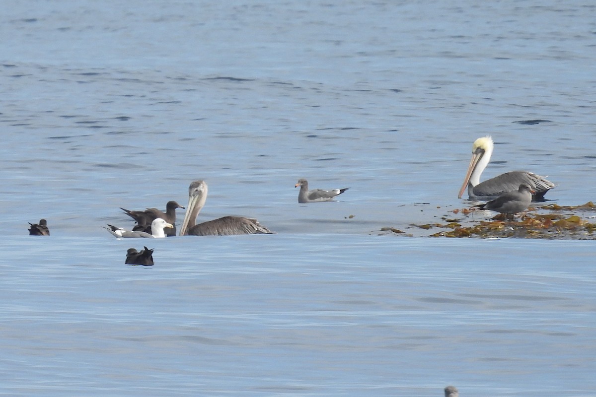 Heermannmöwe - ML644525779