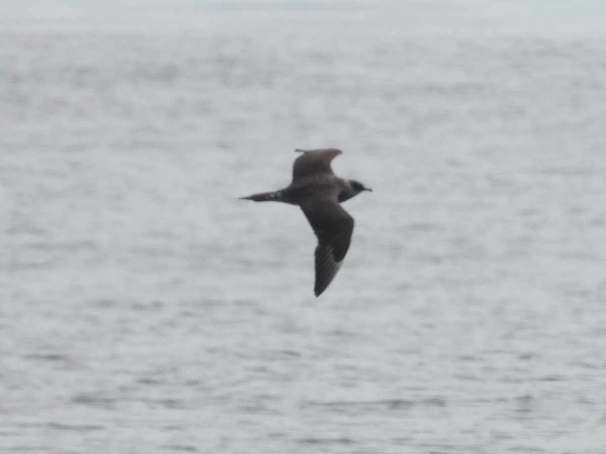 短尾賊鷗 - ML644525785