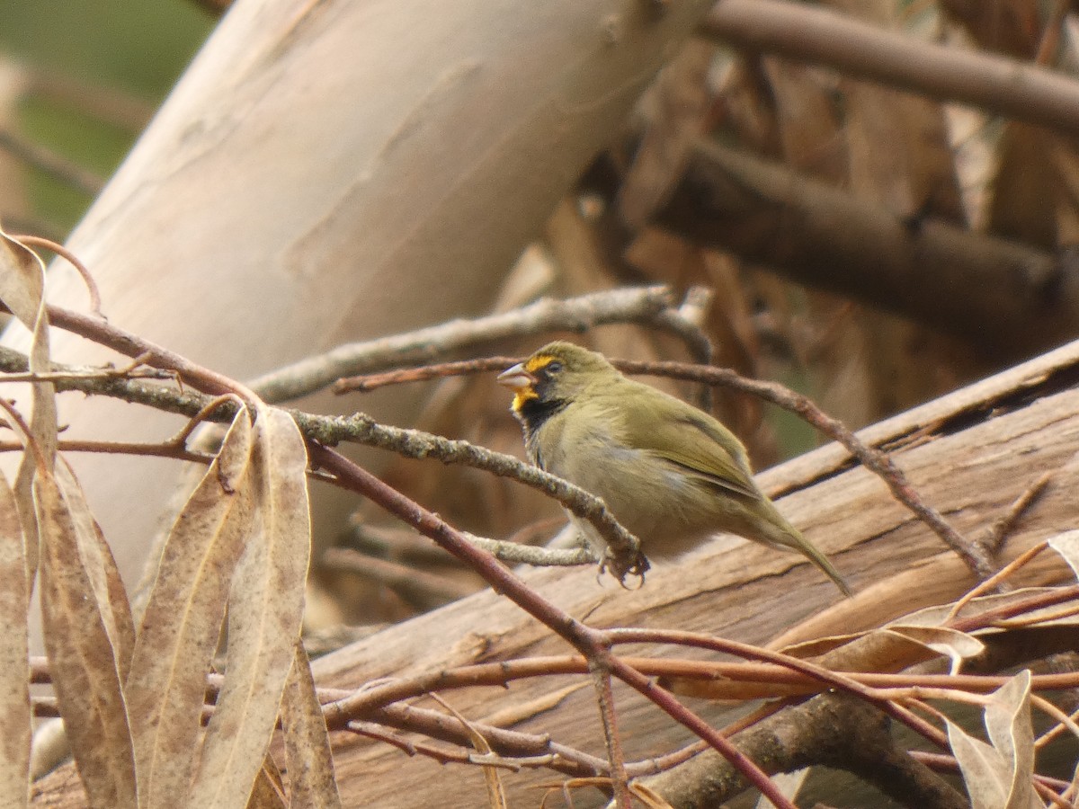 Goldbrauen-Gimpeltangare - ML644525787