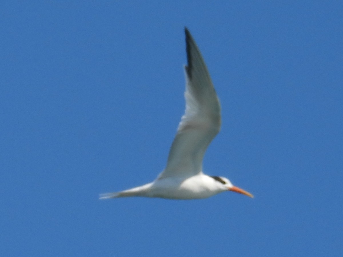 Schmuckseeschwalbe - ML644525788