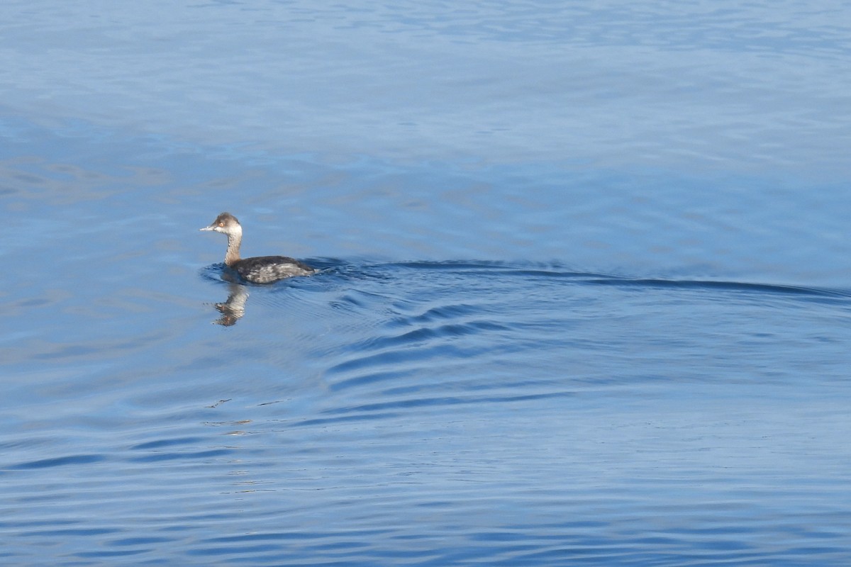 Eared Grebe - ML644525789