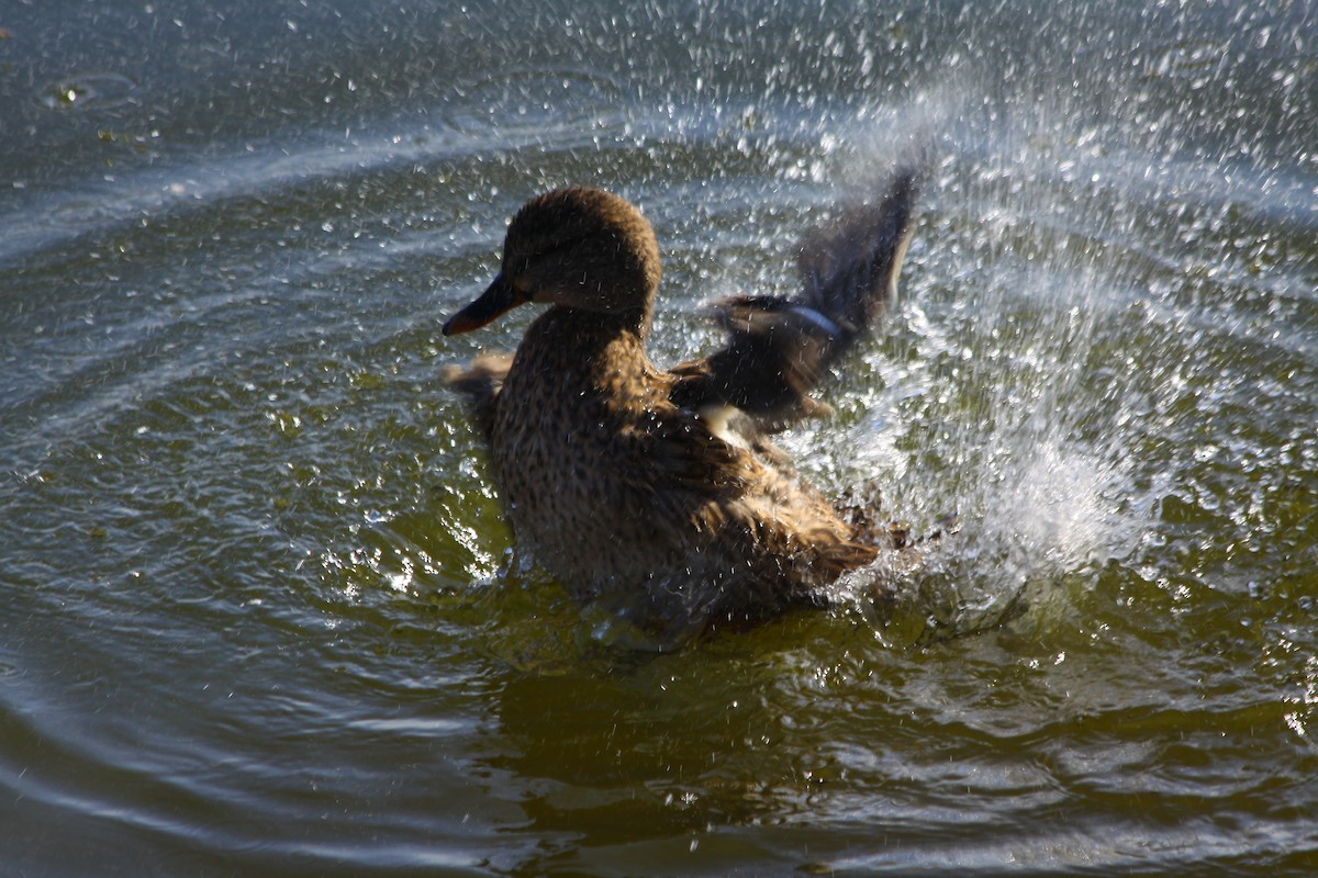 綠頭鴨 - ML644525791