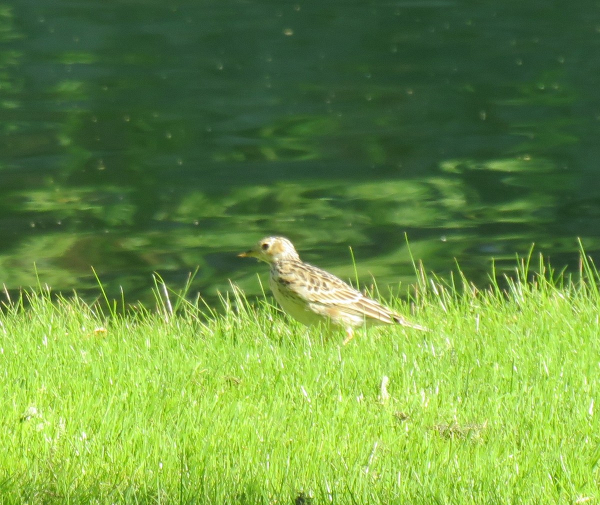 Sprague's Pipit - ML644525795