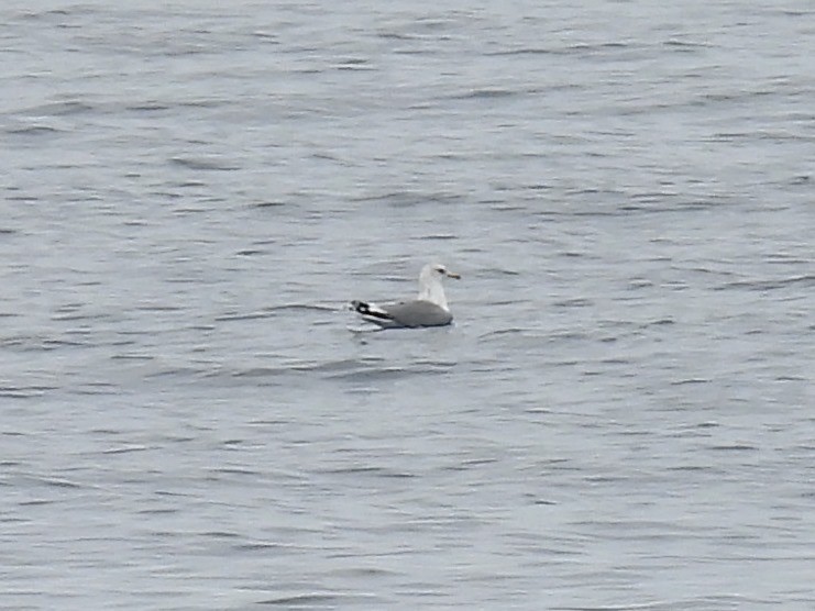 Kalifornienmöwe - ML644525797