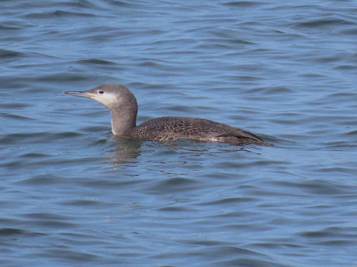 Краснозобая гагара - ML644525802