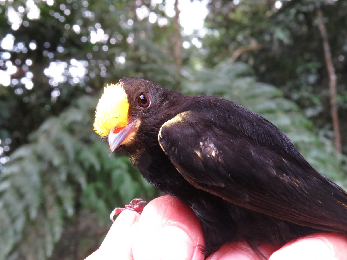 gladiatormanakin - ML644525803