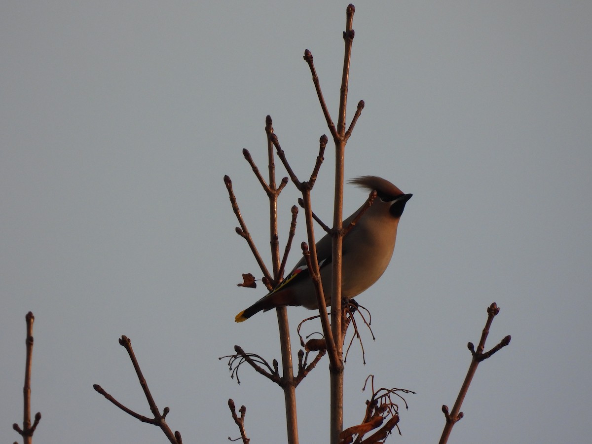 sidensvans - ML644525804