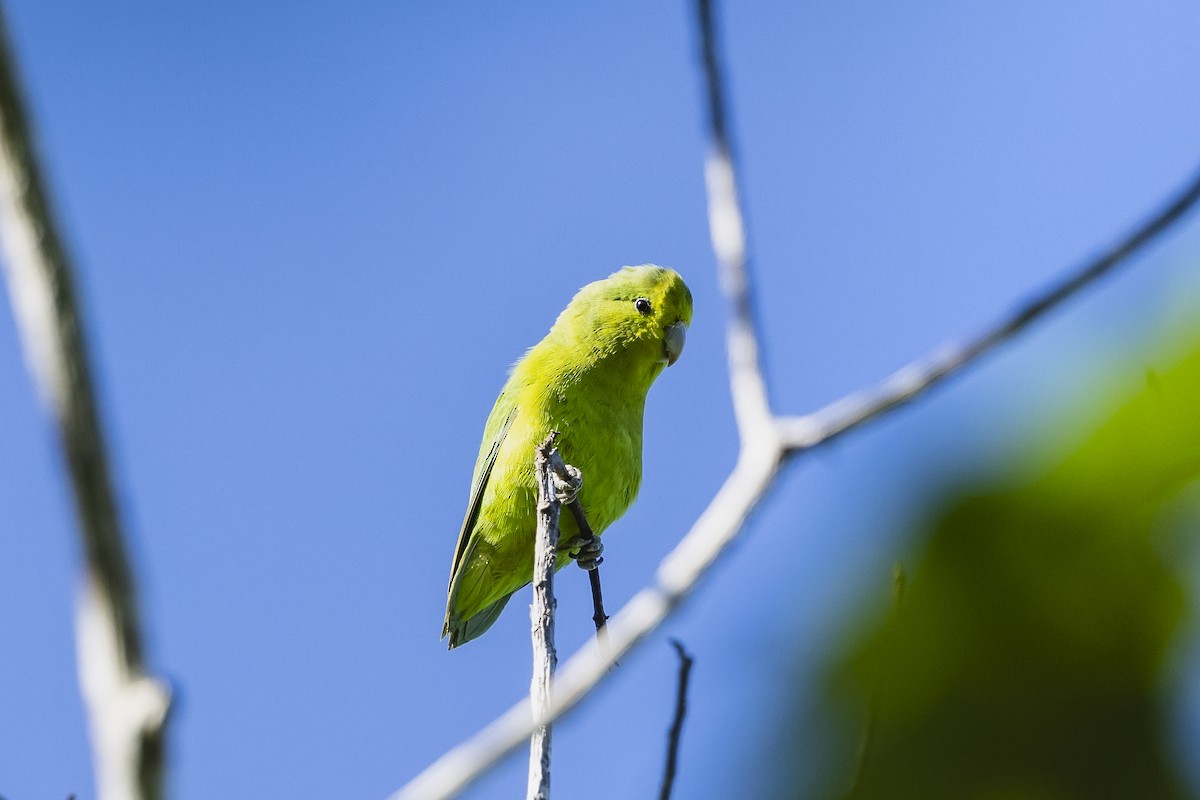 koboltpapitt - ML644525805