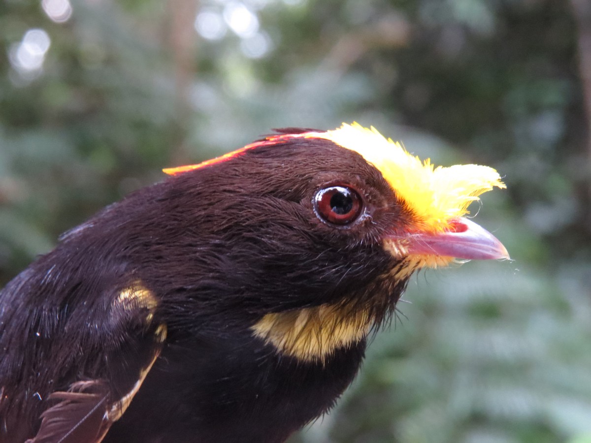 gladiatormanakin - ML644525806