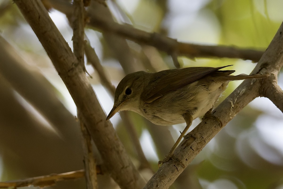 busksanger - ML644525807