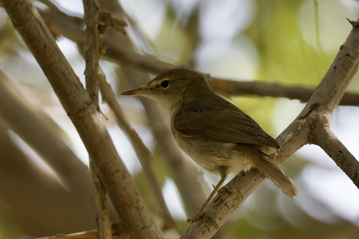 busksanger - ML644525808