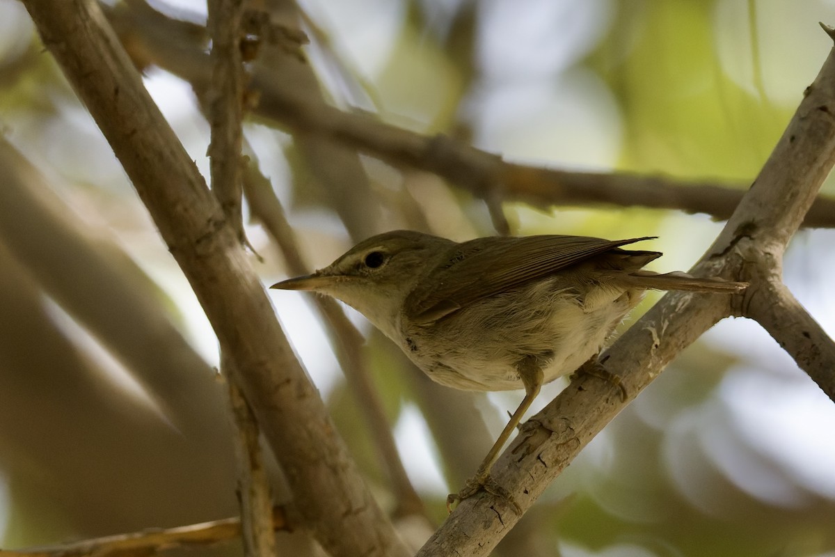 busksanger - ML644525809