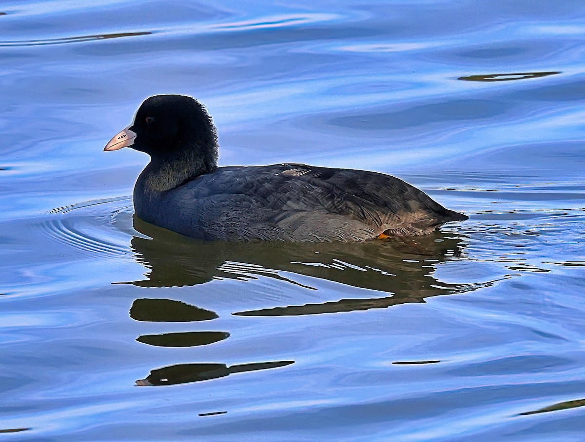 sothøne - ML644525810