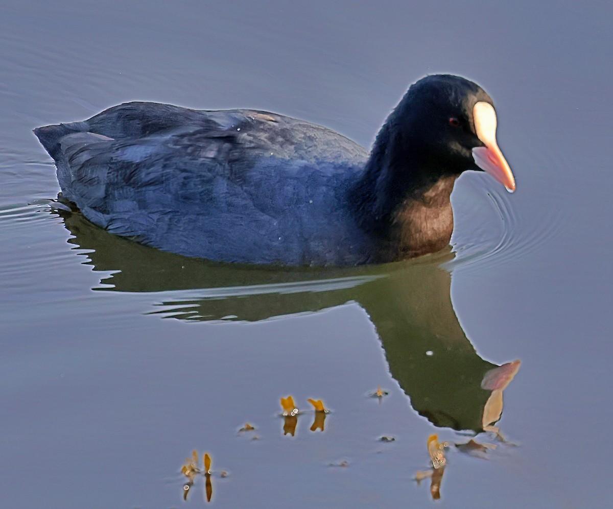 sothøne - ML644525811