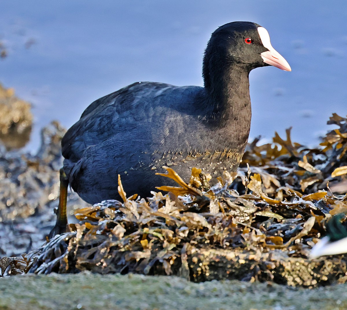 sothøne - ML644525812