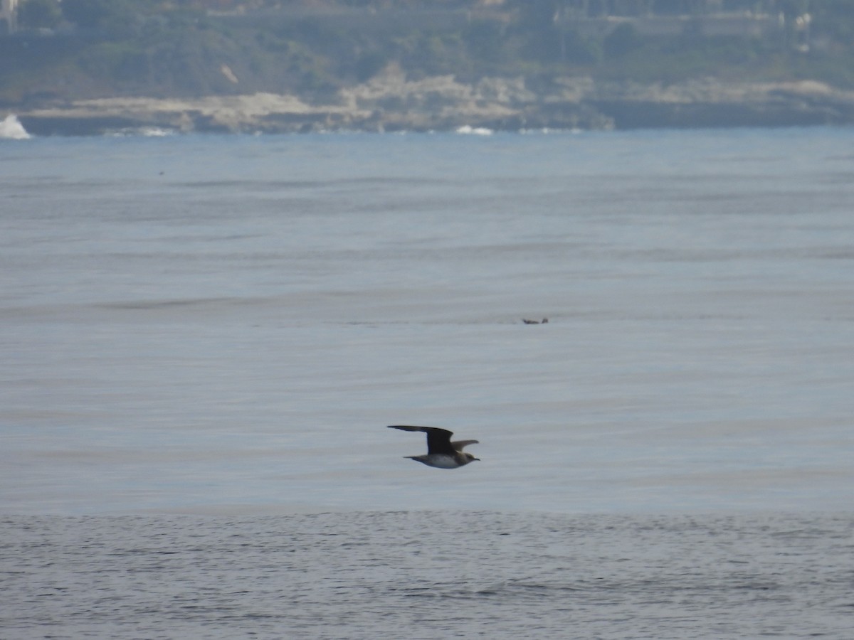 短尾賊鷗 - ML644525813