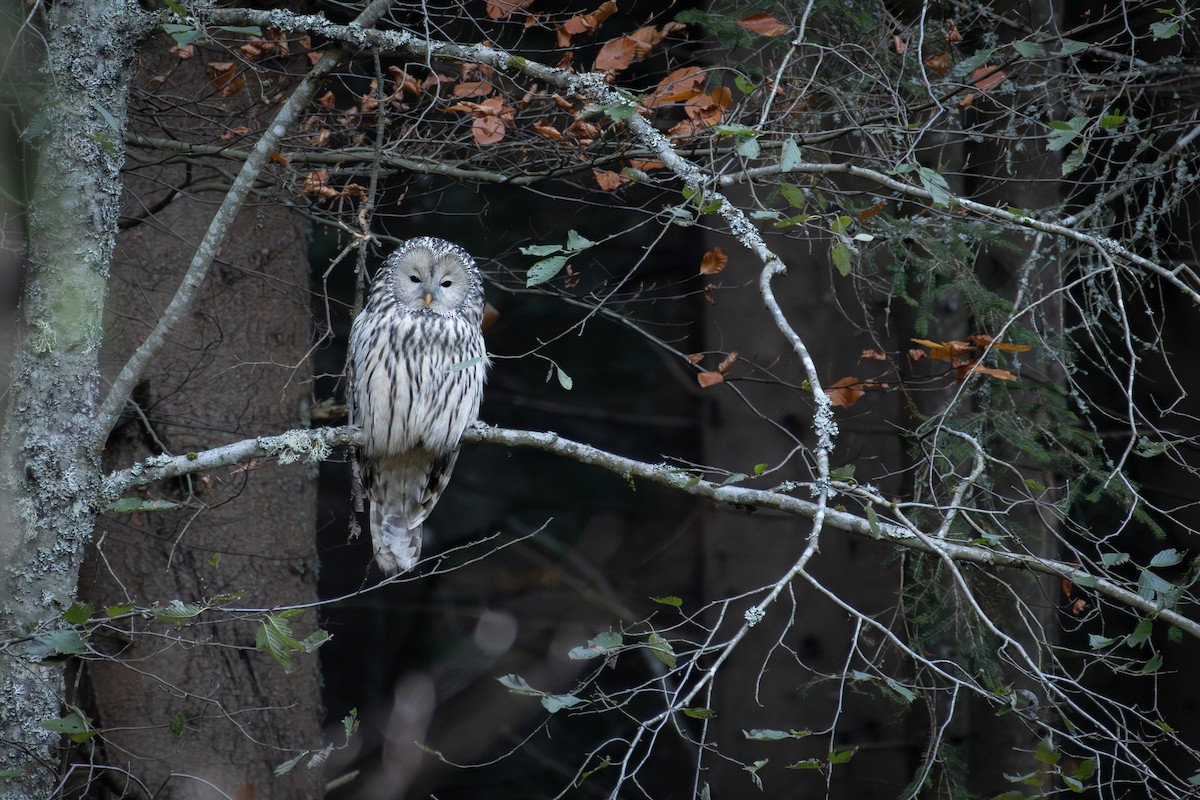 Ural Owl - ML644525814