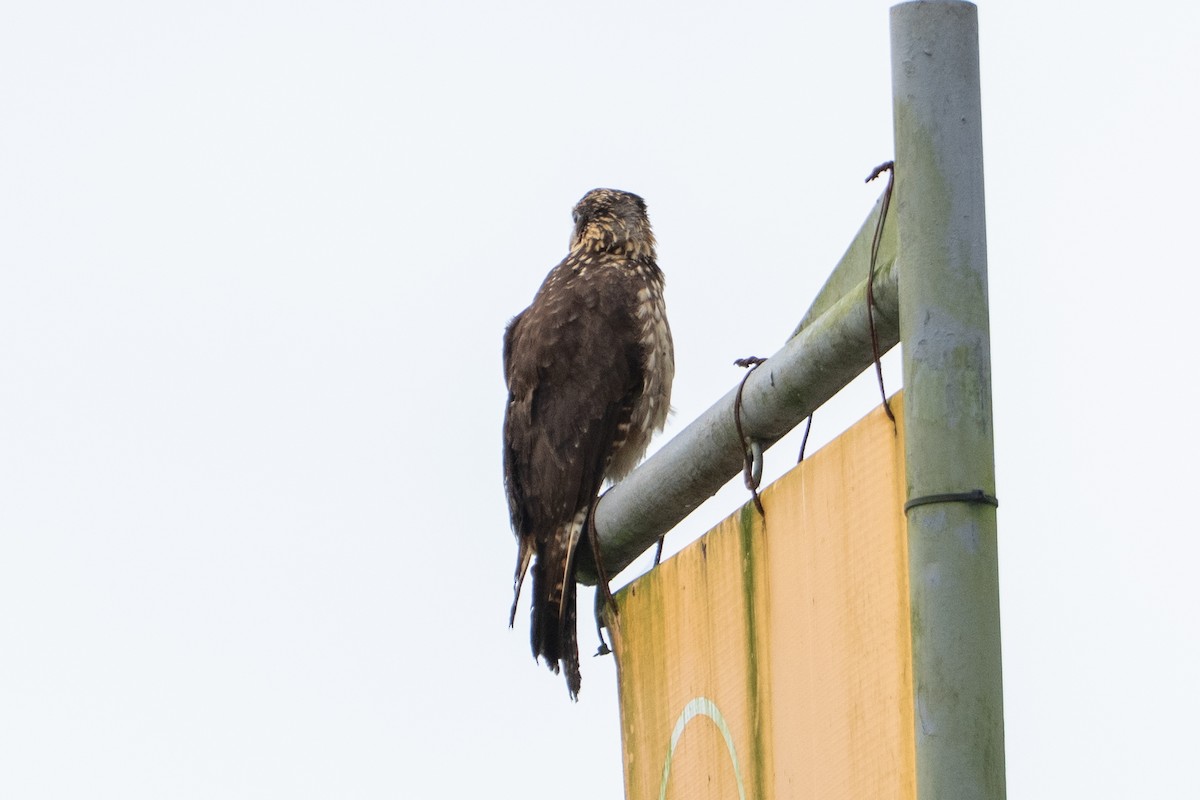 kremkarakara - ML644525816