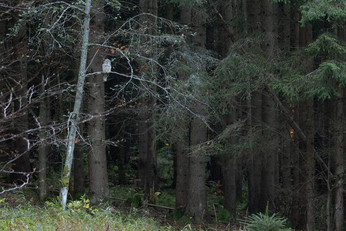 Ural Owl - ML644525817