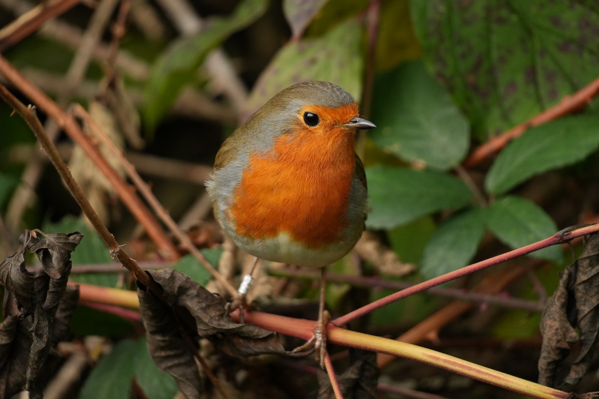 rødstrupe - ML644525818