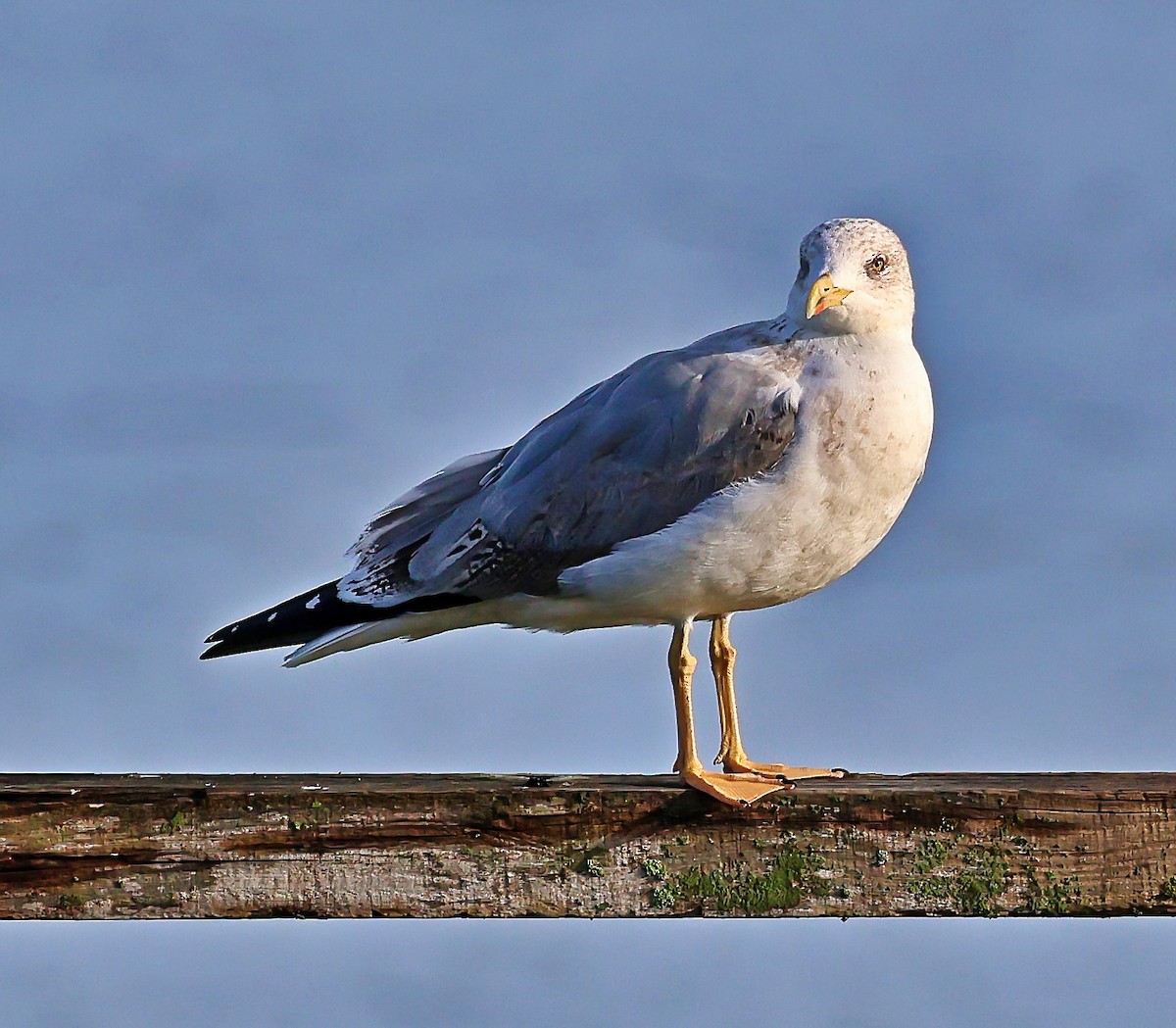 sildemåke - ML644525819