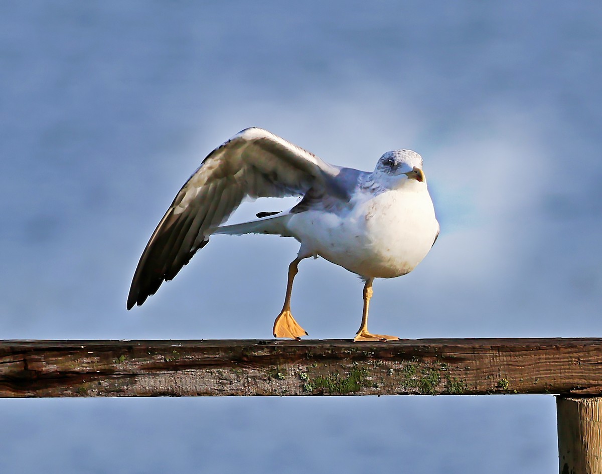 sildemåke - ML644525820