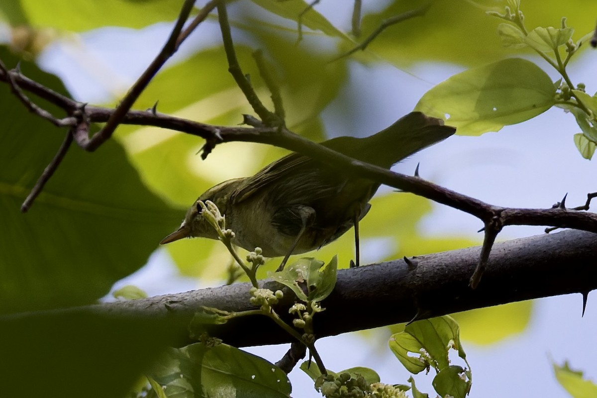 einersanger - ML644525821