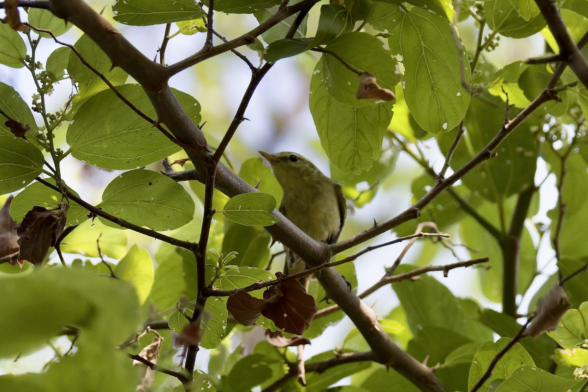 einersanger - ML644525822