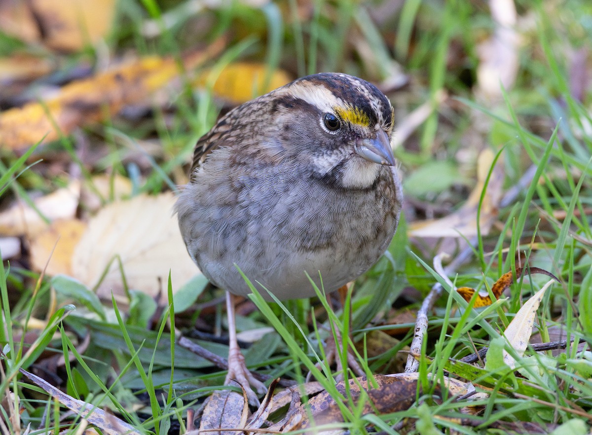 hvitstrupespurv - ML644525823